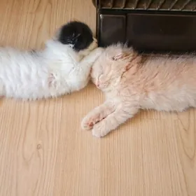  Продаются котята 