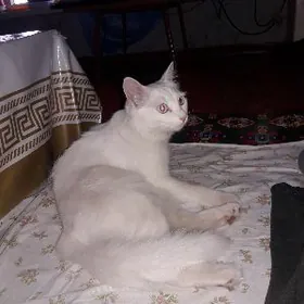 кошка породы ангора