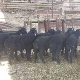 araby berre toklylar 10sany