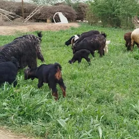 Ekiz owlakly Geçi 3 sany