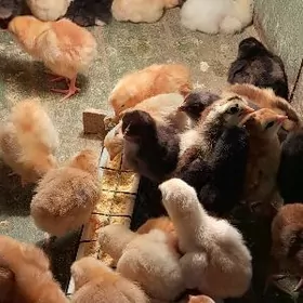 товук жуйже