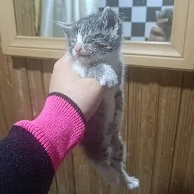 pishik котёнок