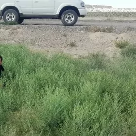 Toyota Land Cruiser 1992