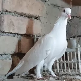 kepderi ucurumlar ucin