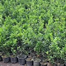 breskilet wesni zelyonny