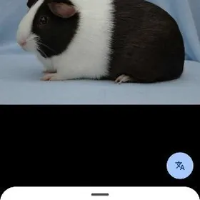 куплю морскую свинку