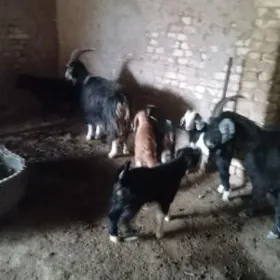 Ekiz owlakly geciler