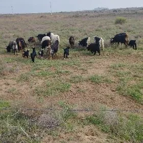 owlakly geçi cewis guzly goyun