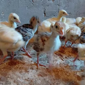 sagdyn induk juyjeler