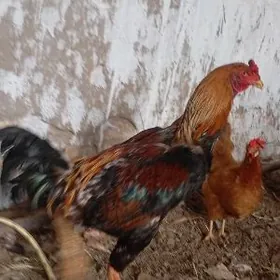 Orginal BaýsowyyOrginalBaýsow