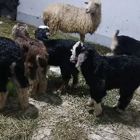 owlak guzy cewis geci goyun