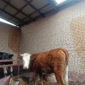 сементал унаджын