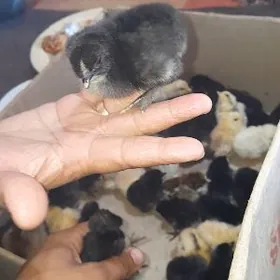 Gigant broy gok gara jujeler