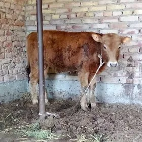 Tohum Şiwet we Gibrit Öküzler