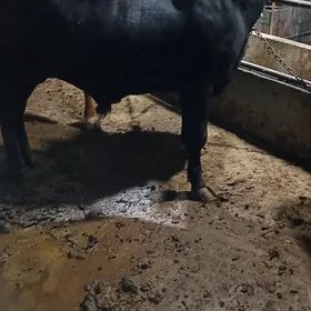 Öküzler , sygyrlar  göleli,