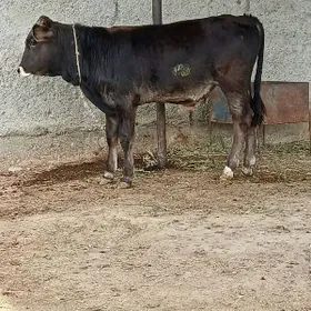 MAL OKÜZ ŞWES TOHIM