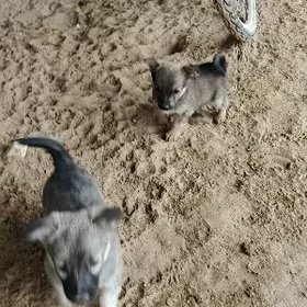 ит it hukuk zwanok