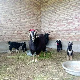 Tohum Geçiler Ekiz Owlakly