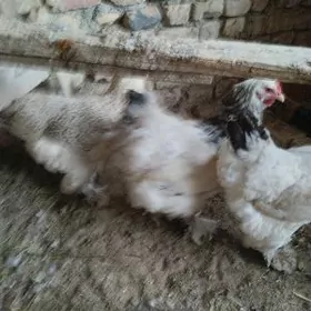 арегиналбрама