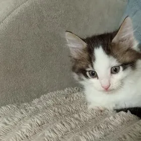 Котёнок Pişijik