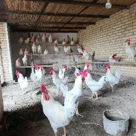 Mesni gegant gatys horazlar