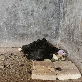 induk juje enesi bilen