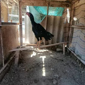 байсов хораз