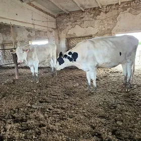 Голштейин унажын