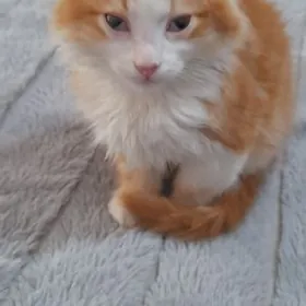 котенок рыжий