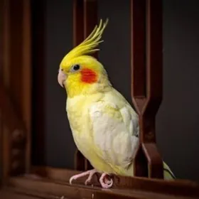 Мини приют для попугаев!