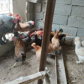 туркмен.товуклар