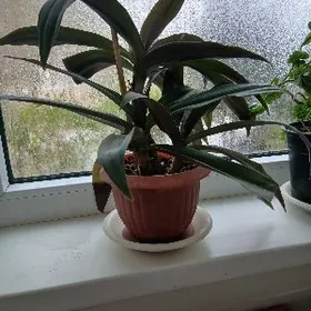 продаётся цветок