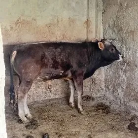 arginal şwes öküz