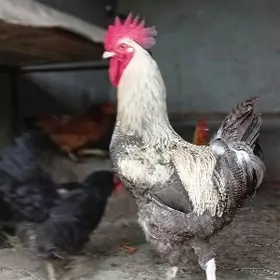 , инкубатор учин гигант парода