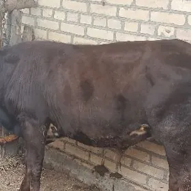 Пародны окуз