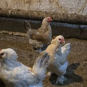 Original Oryol towuk