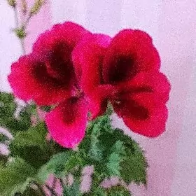 Аглонема Даймонд