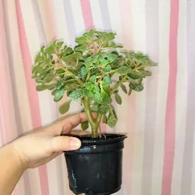 Аихризон дерево любви