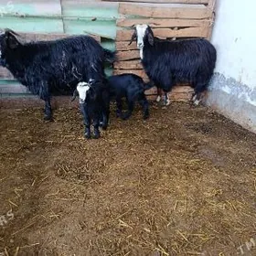 geçi urkaçy owlakly