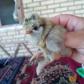 бойлер жуже