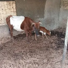 яголели сыгыр