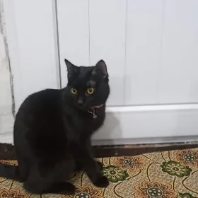 oy pisigi arassaja habalasyn