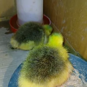 Gus juje altysyna çykan 2 san