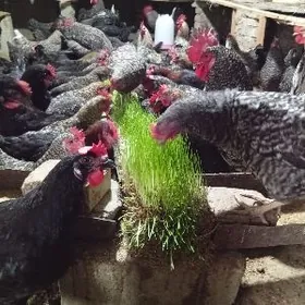 towuk towuklar dominant damina