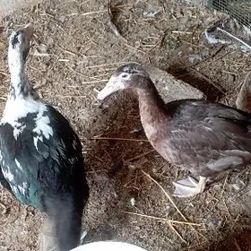 ördek, käkilik,käkilik tuhum