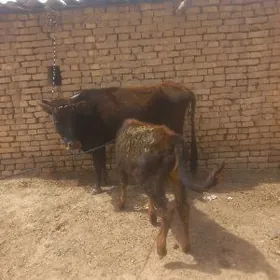 uly göleli sygyr bogazlar