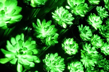 Tiz wagtdan Hytaýyň köçelerini janly ösümlikler yşyklandyryp başlar