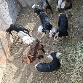 guzy we owlak ota duran