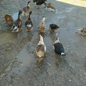 ordek hemmesi bile satlyk