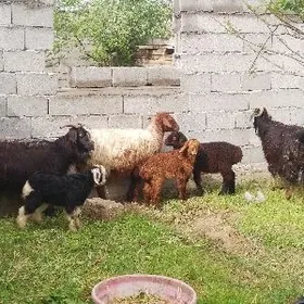 Ekiz guzuly.owlakly geci